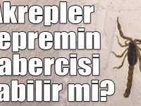 Akrepler depremin habercisi olabilir mi?