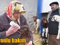 Baharı müjdeleyen oğlak ve kuzulara biberonlu bakım
