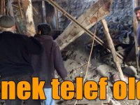 Kars'ta çöken ahırdaki 2 inek telef oldu
