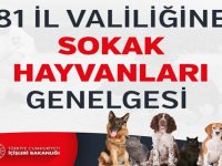 81 ilin valiliklerine koronavirüs tedbirleri kapsamında sokak hayvanları genelgesi gönderildi