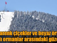 Rengarenk çiçekler ve beyaz örtüyle kaplı ormanlar arasındaki güzellik