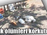 Kağızman’da tavuk ölümleri korkutuyor
