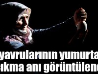 Kaz yavrularının yumurtadan çıkma anı görüntülendi