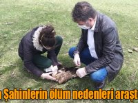 Kars’ta Şahinlerin ölüm nedenleri araştırılıyor