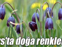 Kars'ta doğa ters lalelerle renklendi