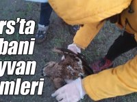 Kars’ta yabani hayvan ölümleri