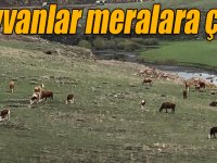 Kars’ta hayvanlar meralara çıktı