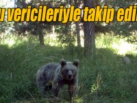 Kış uykusundan uyanan göçmen boz ayılar uydu vericileriyle takip ediliyor