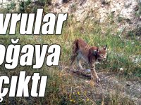 Avrasya ve Kafkas vaşakları yavruları için doğaya çıktı