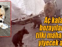 Aç kalan bozayılar ile tilki mahallede yiyecek aradı