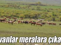 Kars’ta büyükbaş ve küçükbaş hayvanlar meralara çıkarıldı