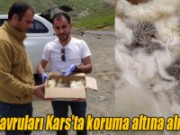 Bingöl'de ölen kirpinin 5 yavrusu Kars'ta koruma altına alınacak