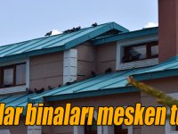 Kars'ta kuşlar yavrulamak için binaları mesken tuttu