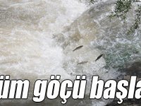 Kars’ta balıkların ölüm göçü başladı
