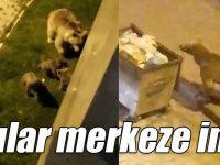 Sarıkamış’ta aç kalan anne ve yavru ayılar ilçe merkezine indi