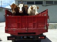 Bayburt’ta hayvan hırsızlığı