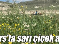 Kars’ta sarı çiçek açtı