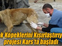 “Sokak Köpeklerini Kısırlaştırıyoruz” projesi Kars'ta başladı