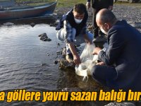 Kars’ta göllere 85 bin yavru sazan balığı bırakıldı