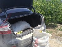 Limon ve motosiklet hırsızları yakalandı