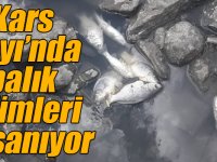 Kars Çayı’nda balık ölümleri yaşanıyor