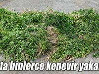 Kars’ta binlerce kenevir yakalandı