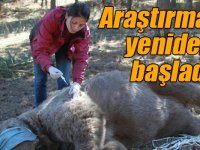 Kars'ta Kovid-19 sürecinde ara verilen yaban hayatı araştırmaları yeniden başladı