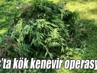 Kars’ta kök kenevir operasyonu