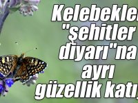 Kırmızı ve mavi kelebekler "şehitler diyarı"na ayrı güzellik katıyor