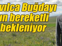 Kars’ta Kavılca Buğdayı hasadının bereketli olması bekleniyor