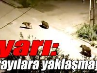Uzmanından "Sarıkamış'ta çöpe dadanan bozayılara yaklaşmayın" uyarısı