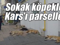 Sokak köpekleri Kars'ı parselledi