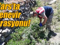 Kars’ta kenevir operasyonu!