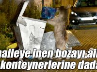Mahalleye inen bozayı ailesi çöp konteynerlerine dadandı