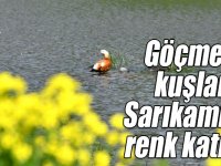Göçmen kuşlar Sarıkamış'a renk katıyor