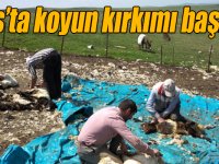 Kars’ta koyun kırkımı başladı