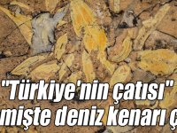 "Türkiye'nin çatısı" geçmişte deniz kenarı çıktı