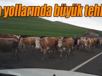 Hayvanların gübreleriyle kirlettiği karayolları tehlike oluşturuyor