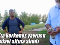 Kars’ta kerkenez yavrusu tedavi altına alındı