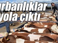 Kars'ta batı illerine gönderilen kurbanlıklar yola çıktı