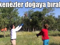 Tedavileri tamamlanan Kerkenezler doğaya bırakıldı