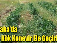 Akyaka'da 764 Kök Kenevir Ele Geçirildi!