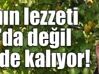 Kayısının lezzeti Rusya’da değil Türkiye’de kalıyor!
