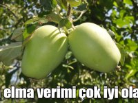 Uzun elma verimi çok iyi olacak!
