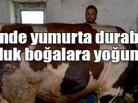 Belinde yumurta durabilen tonluk boğalara yoğun ilgi