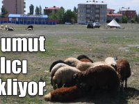 Kars’ta bayramın 2. gününde kurbanlık satışları devam etti