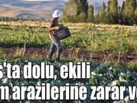 Kars'ta dolu, ekili tarım arazilerine zarar verdi