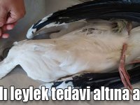 Kars’ta köylülerin bulduğu yaralı leylek tedavi altına alındı