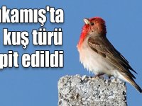 Yaban hayatı zengini Sarıkamış'ta 106 kuş türü tespit edildi