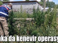 Akyaka’da kenevir operasyonu